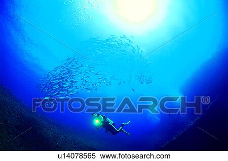 Sea, Ocean, People, Nature landscape, Diving Vacation, Walking in the water, Diver and school of Jack fish View Large Photo Image Stock Photography - Sea, Ocean, People, Nature landscape, Diving Vacation, Walking in the water, Diver and school of Jack fish. Fotosearch