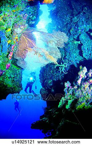 Sea, People, Diving, Ocean, Blue, Diver and Sea Fan, Diving Vacation View Large Photo Image Stock Image - Sea, People, Diving, Ocean, Blue, Diver and Sea Fan, Diving Vacation. Fotosearch