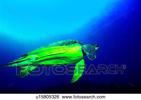 Sea Turtle, Diving Vacation, Blue, Turtle, Ocean, Sea, Fish View Large Photo Image Stock Photograph - Sea Turtle, Diving Vacation, Blue, Turtle, Ocean, Sea, Fish. Fotosearch