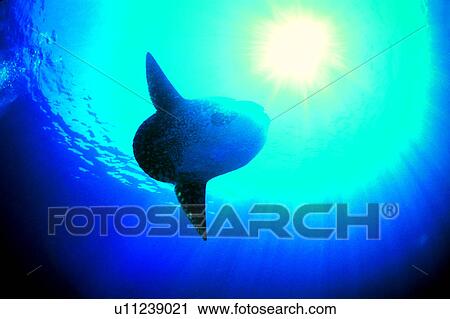 Sun Fish, Diving Vacation, Ocean, Sea, Fish, Blue View Large Photo Image Stock Image - Sun Fish, Diving Vacation, Ocean, Sea, Fish, Blue. Fotosearch