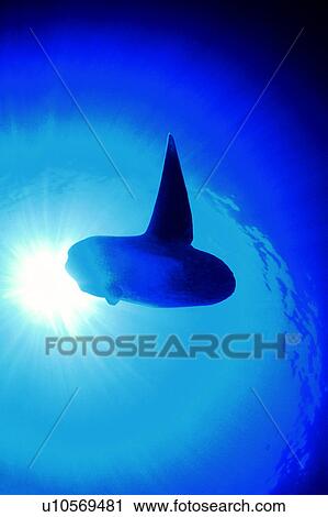 Stock Image - Sun Fish, Sea, Fish, Diving Vacation, Ocean, Blue. Fotosearch