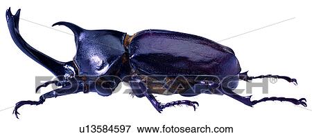 昆虫 みみず 虫 かぶと虫 昆虫 みみず 写真館 イメージ館 U Fotosearch