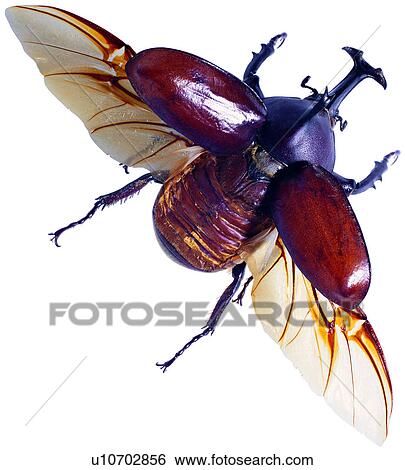 虫 みみず Coleoptera 虫 節足動物 みみず 画像コレクション U Fotosearch