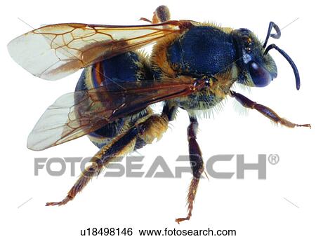Stock Photograph - bee, insects, wasp, bug, bugs, bees, specimen. Fotosearch
