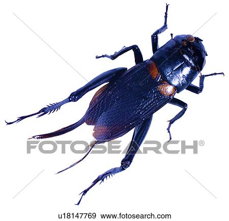 Stock Photo - bug, insects, arthropod, insect, worms, worm. Fotosearch