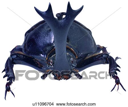 Picture - bug, insects, bugs, worms, specimen. Fotosearch