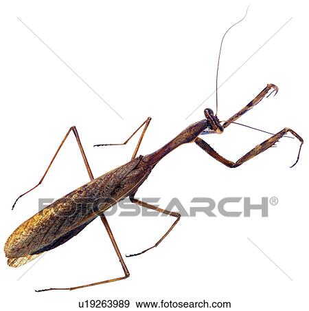 Stock Photo - bug, mantis, worm, specimen, bugs. Fotosearch