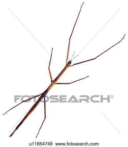 bug, walkingsticks, night insects, worms, stick insects, arthropod View Large Photo Image Stock Photo - bug, walkingsticks, night insects, worms, stick insects, arthropod. Fotosearch