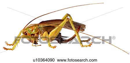 Stock Image - bug, worm, insect, arthropod, bugs, insects. Fotosearch