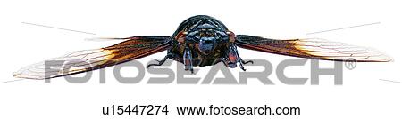 Picture - bugs, arthropod, cicadas, bug, specimen, worms. Fotosearch