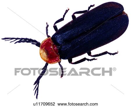 Stock Image - bugs, arthropod, insects, bug, worms, insect, coleoptera. Fotosearch