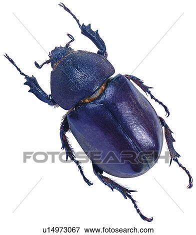 Stock Photo - bugs, coleoptera, specimen, insects, worms, beetle, worm. Fotosearch