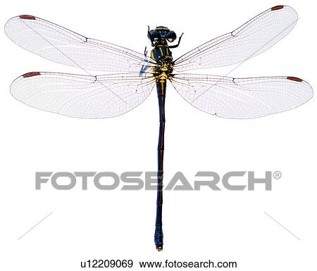 bugs, insect, arthropod, specimen, worm, worms, useful insects View Large Photo Image Stock Photo - bugs, insect, arthropod, specimen, worm, worms, useful insects. Fotosearch