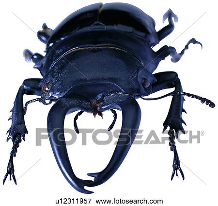 bugs, insect, bug, specimen, worms, coleoptera View Large Photo Image Stock Photo - bugs, insect, bug, specimen, worms, coleoptera. Fotosearch