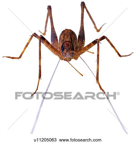 Stock Image - bugs, insects, specimen, worms, insect, arthropod. Fotosearch