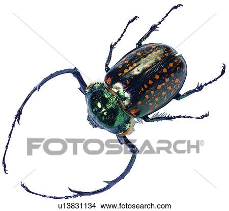 bugs, worm, arthropod, specimen, worms, harmful insects View Large Photo Image Picture - bugs, worm, arthropod, specimen, worms, harmful insects. Fotosearch