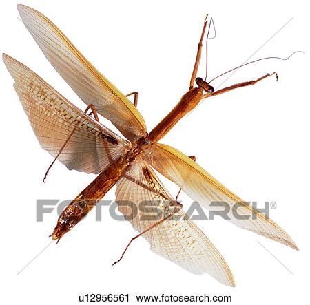 Stock Image - bugs, worm, mantis, mantis, arthropod, insect, specimen. Fotosearch