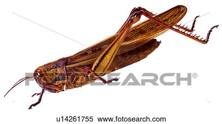 bugs, worm, specimen, worms, insect, arthropod View Large Photo Image Stock Photography - bugs, worm, specimen, worms, insect, arthropod. Fotosearch