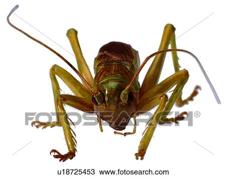 Stock Image - bugs, worms, insect, insects, worm, arthropod, bug. Fotosearch