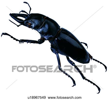 coleoptera, insect, specimen, bugs, insects, worms View Large Photo Image Stock Photo - coleoptera, insect, specimen, bugs, insects, worms. Fotosearch