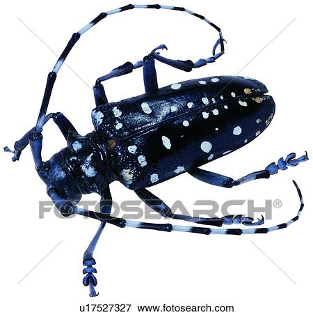 Stock Photo - coleoptera, worms, bug, arthropod, bugs, specimen. Fotosearch