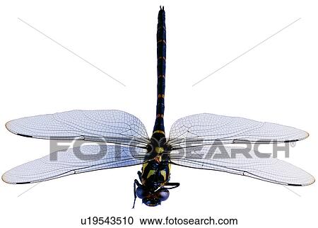 dragonfly, useful insects, bugs, specimen, worm, bug View Large Photo Image Stock Image - dragonfly, useful insects, bugs, specimen, worm, bug. Fotosearch