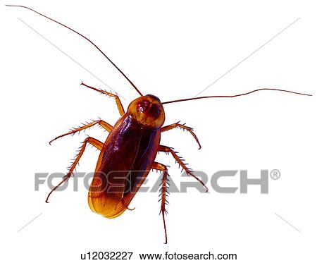 harmful insects, worm, bug, cockroach, bugs, destructive insects View Large Photo Image Stock Photo - harmful insects, worm, bug, cockroach, bugs, destructive insects. Fotosearch