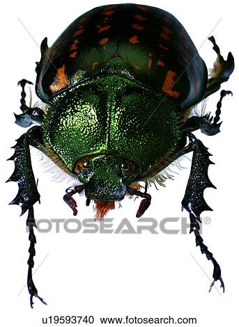 Stock Image - insect, arthropod, insects, worms, bug, bugs. Fotosearch