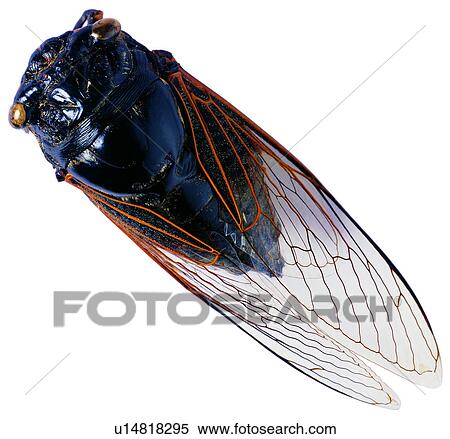 Stock Photography - insect, arthropod, worms, cicadas, bugs, insects, worm. Fotosearch