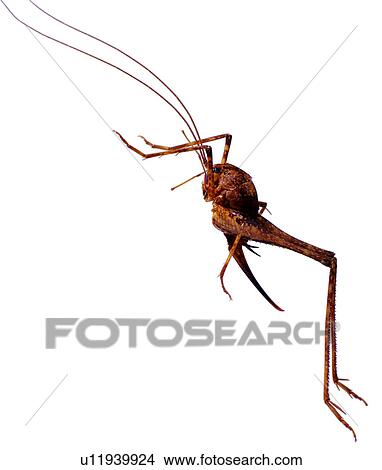 Picture - insect, bug, bugs, worms, specimen, insects, worm. Fotosearch