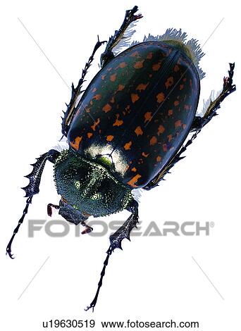 Stock Photo - insect, bugs, bug, worm, insects, arthropod, worms. Fotosearch
