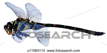 insect, bugs, worms, useful insects, arthropod, bug, insects View Large Photo Image Picture - insect, bugs, worms, useful insects, arthropod, bug, insects. Fotosearch