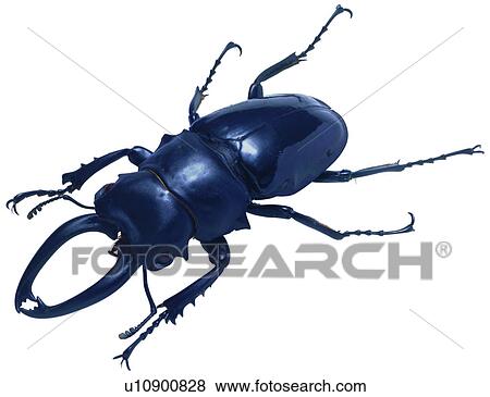 Stock Photo - insect, coleoptera, bugs, worms, bug, insects. Fotosearch