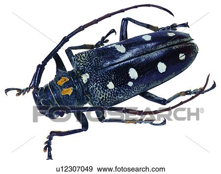 Stock Photo - insect, destructive insects, harmful insects, worms, worm, arthropod, bug. Fotosearch