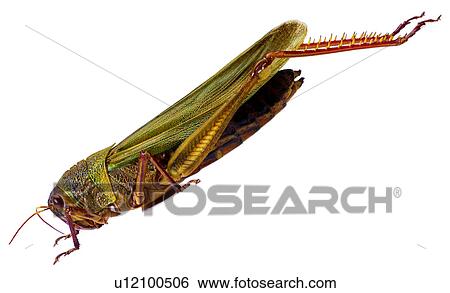 Stock Photograph - insect, harmful insects, arthropod, specimen, bug, insects. Fotosearch