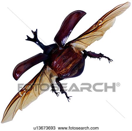 insect, insects, arthropod, worm, coleoptera, bug View Large Photo Image Stock Image - insect, insects, arthropod, worm, coleoptera, bug. Fotosearch