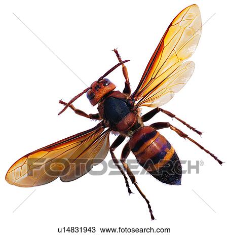 insect, insects, arthropod, worms, bugs View Large Photo Image Stock Image - insect, insects, arthropod, worms, bugs. Fotosearch