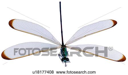 Stock Photo - insect, specimen, bugs, useful insects, worm, dragonfly. Fotosearch