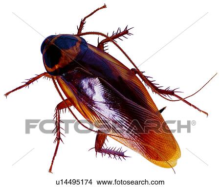 Picture - insect, specimen, insects, worms, bug, worm. Fotosearch