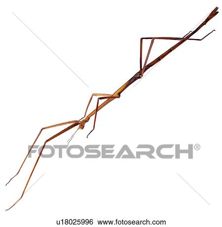 Stock Photograph - insect, walkingsticks, bugs, arthropod, night insects. Fotosearch
