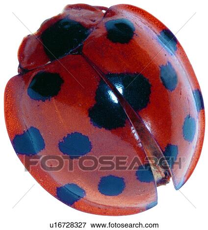 Stock Photo - insect, worm, beetle, worms, bugs, arthropod, specimen. Fotosearch