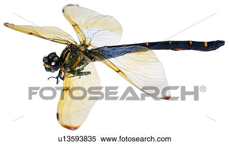 insect, worm, bugs, dragonfly, specimen, useful insects View Large Photo Image Stock Photography - insect, worm, bugs, dragonfly, specimen, useful insects. Fotosearch