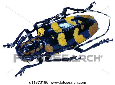 Stock Photograph - insect, worm, longicorn, harmful insects, specimen, insects. Fotosearch