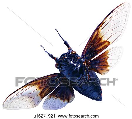 Stock Image - insect, worms, worm, bug, arthropod. Fotosearch
