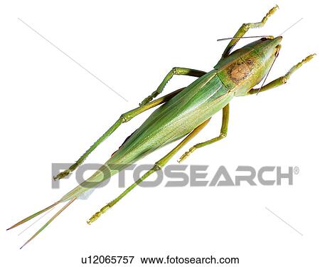 Stock Photo - insects, bugs, katydid, specimen, arthropod. Fotosearch