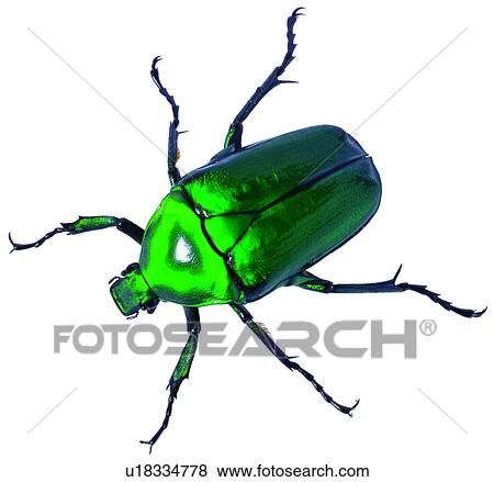 insects, worm, destructive insects, beetle, turtle View Large Photo Image Stock Photo - insects, worm, destructive insects, beetle, turtle. Fotosearch
