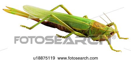 Katydid 昆虫 長い角があるバッタ類 標本 虫 みみず 昆虫 写真館 イメージ館 U Fotosearch