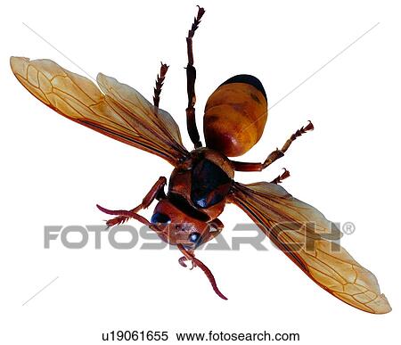 Stock Photography - specimen, arthropod, bee, worms, bees, wasp. Fotosearch