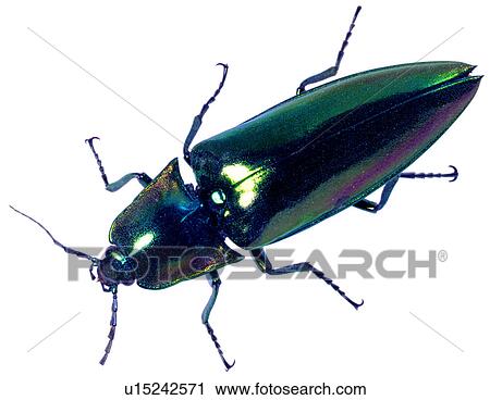 Stock Image - specimen, arthropod, insects, insect, bug, worm. Fotosearch