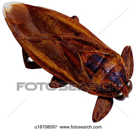 specimen, bugs, insects, bug, insect, worms, worm View Large Photo Image Stock Photo - specimen, bugs, insects, bug, insect, worms, worm. Fotosearch